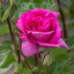 Purple Beauty / Перпл Б’юті